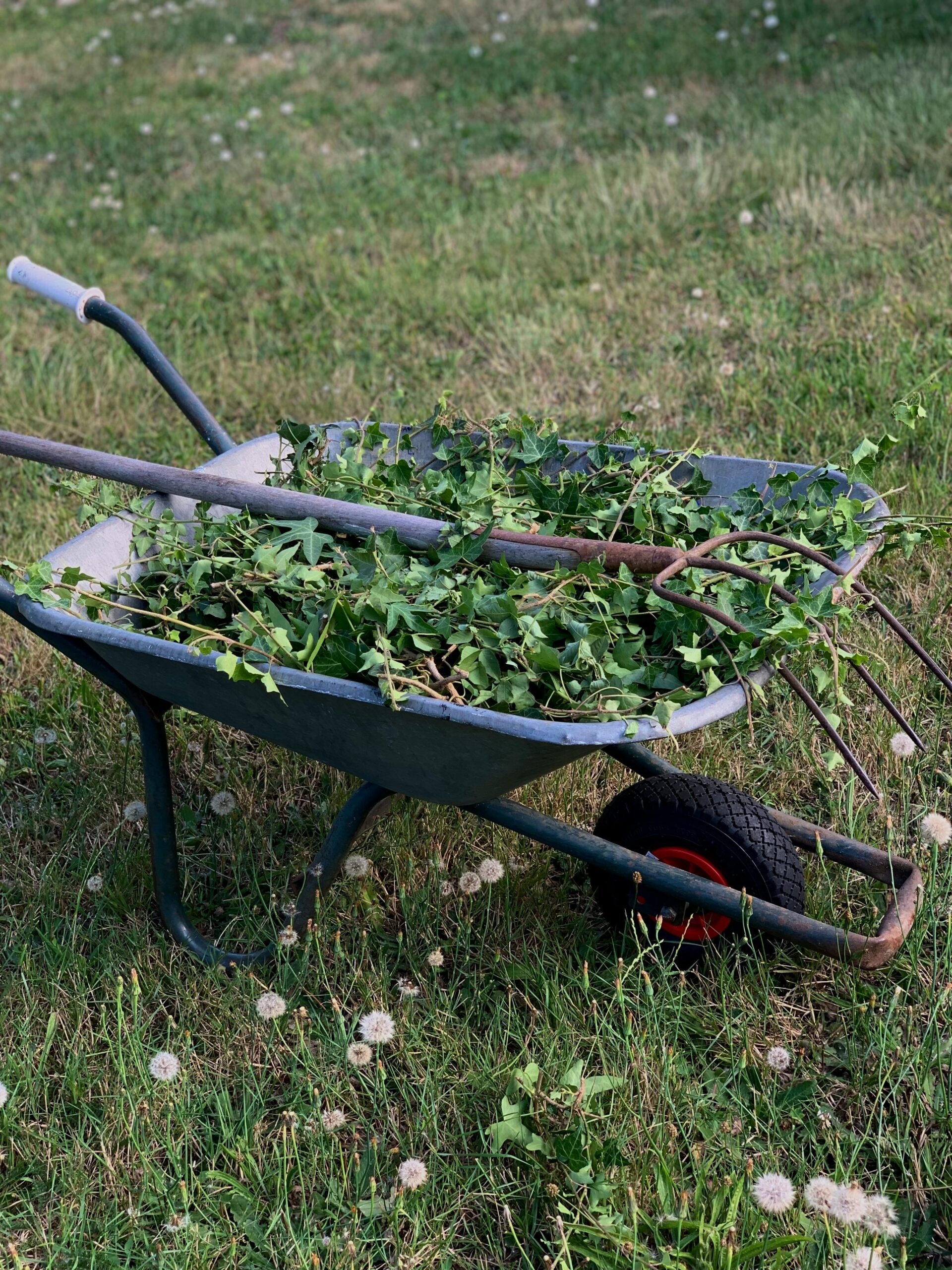 A wheelbarrow filled with garden weeds and a pitchfork on grassy terrain.